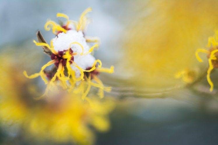 Yavanna Aartsma, Macro, Flowers, Snow, 500px, Plants HD Wallpaper Desktop Background