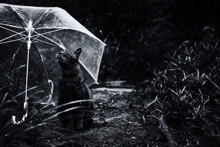 photography, Cat, Umbrella, Monochrome HD Wallpaper Desktop Background