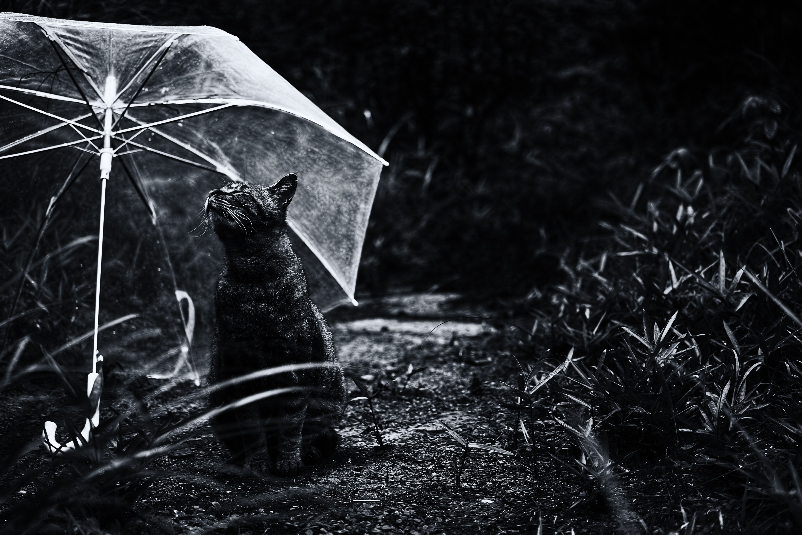 photography, Cat, Umbrella, Monochrome Wallpaper
