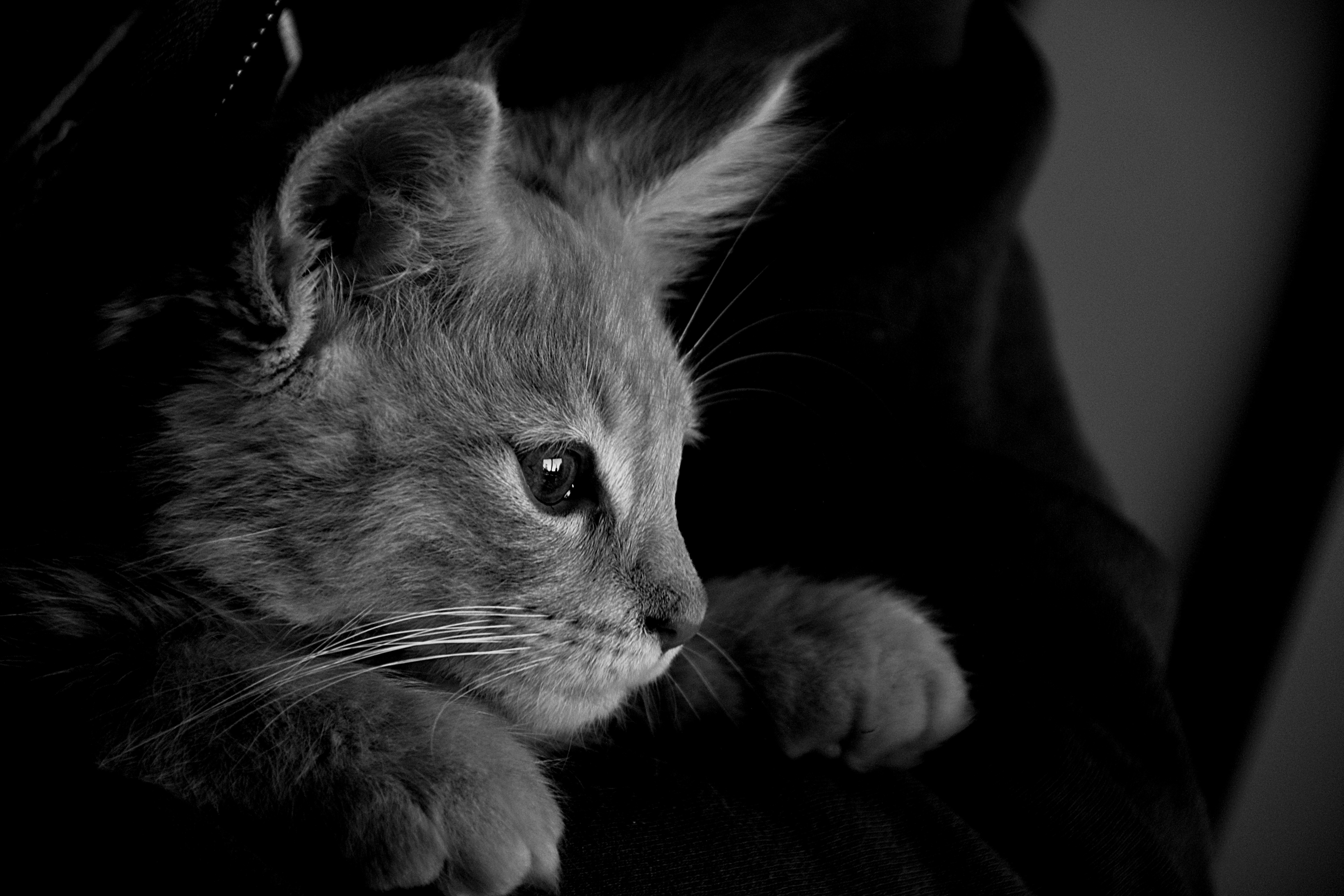 photography, Cat, Monochrome,  grey Wallpaper