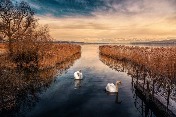swan, River HD Wallpaper Desktop Background