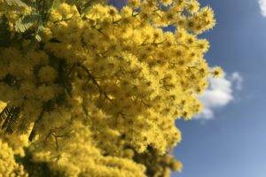 mimosa, Sky, Blossoms