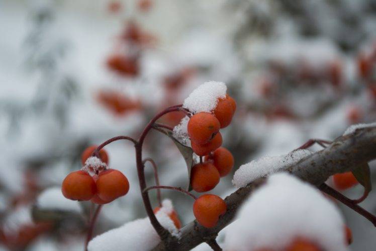 winter, Snow, Seasons, Nature, Frost, Macro, Urban, Street HD Wallpaper Desktop Background