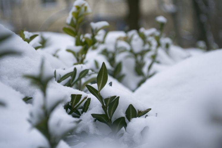 winter, Snow, Seasons, Nature, Frost, Macro HD Wallpaper Desktop Background