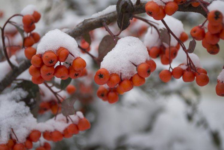 winter, Snow, Seasons, Nature, Frost, Macro HD Wallpaper Desktop Background