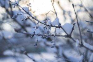 winter, Snow, Seasons, Nature, Frost, Macro