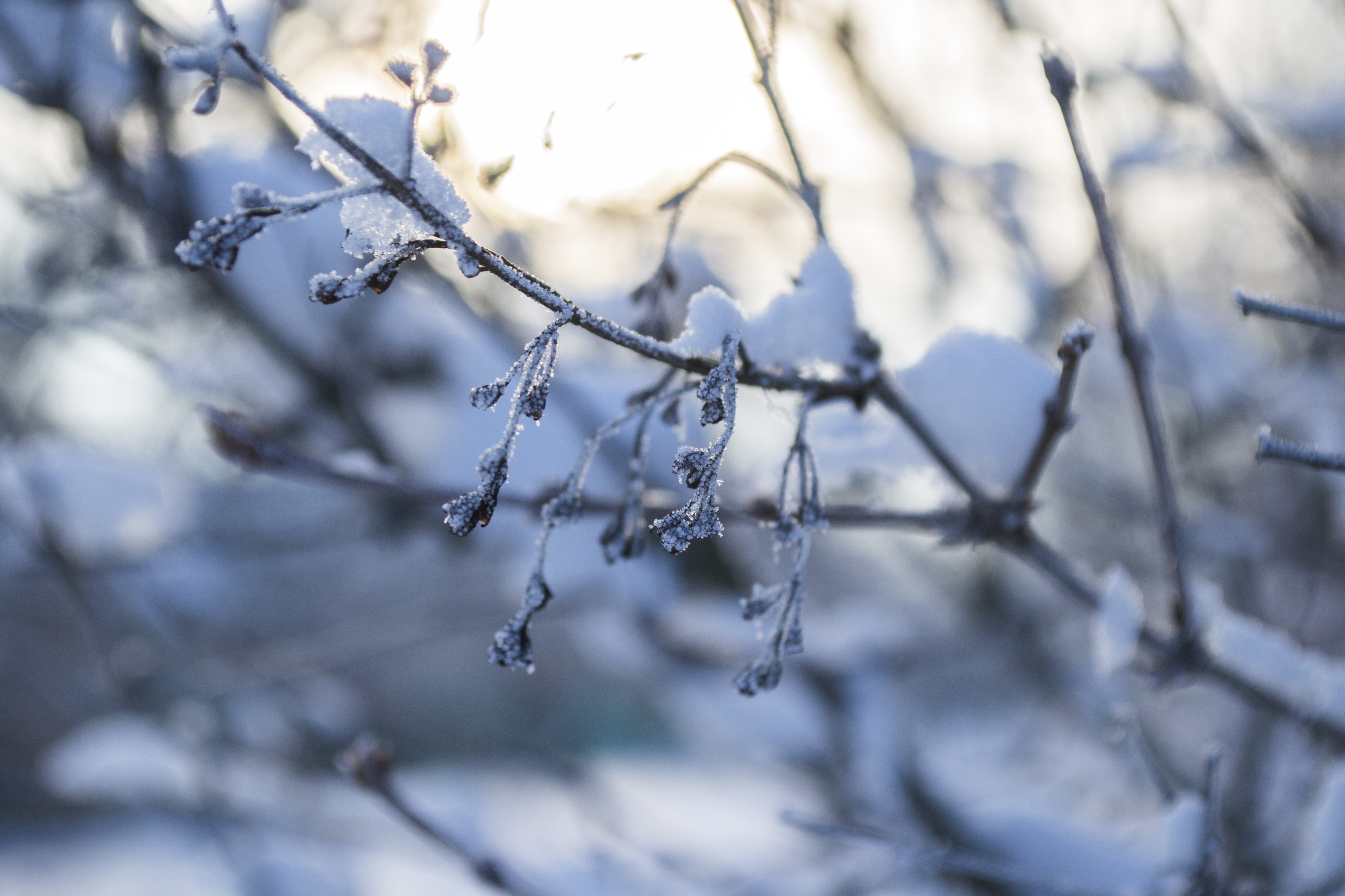 winter, Snow, Seasons, Nature, Frost, Macro Wallpaper