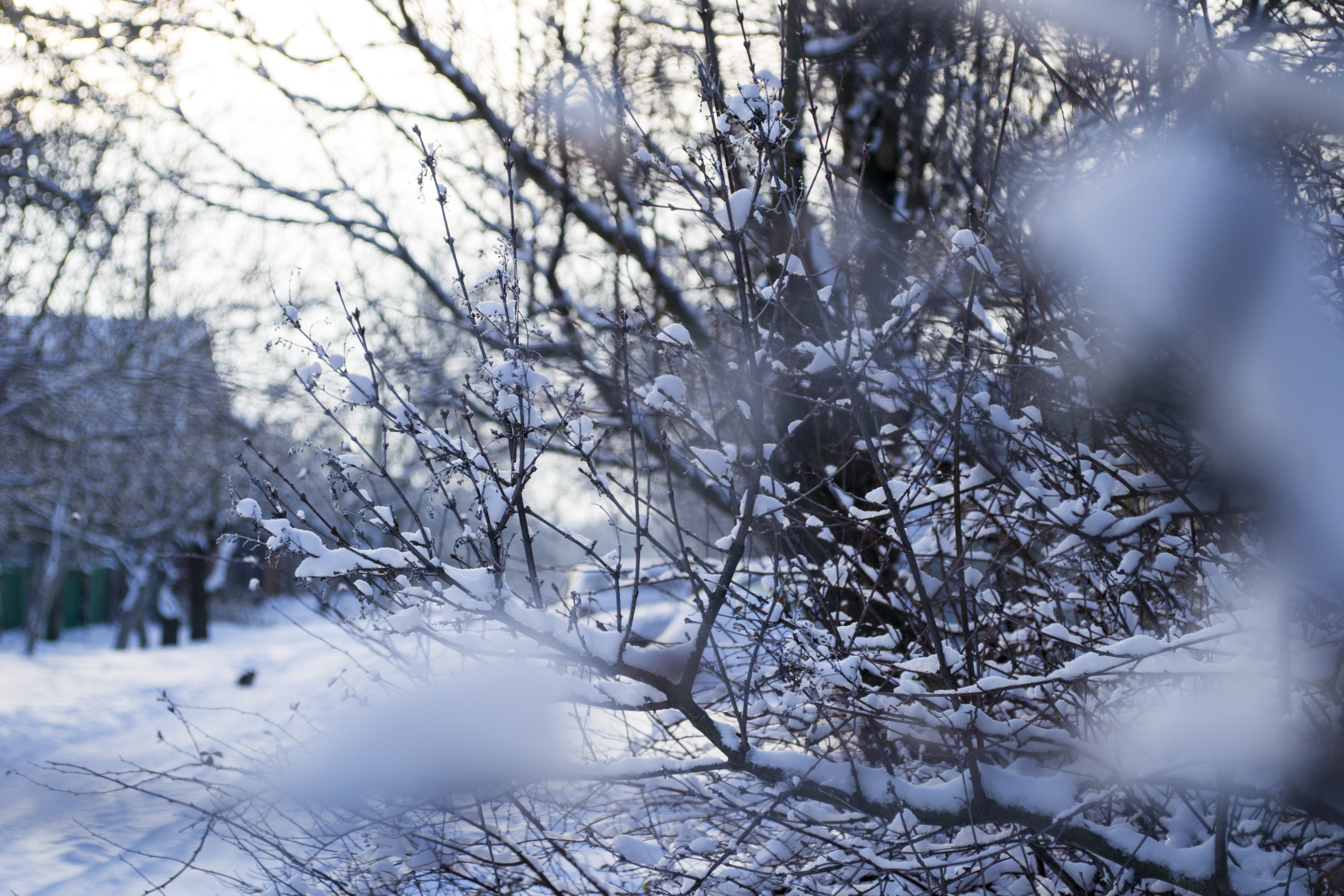 winter, Snow, Seasons, Nature, Frost, Macro Wallpaper
