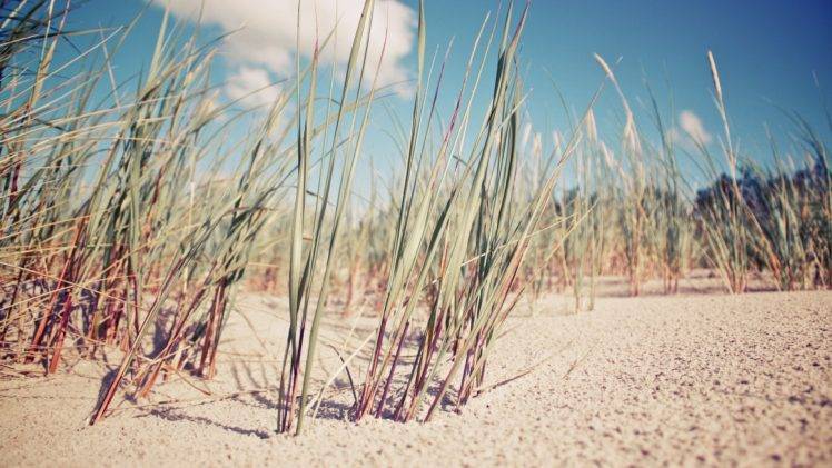 sand, Nature, Grass HD Wallpaper Desktop Background
