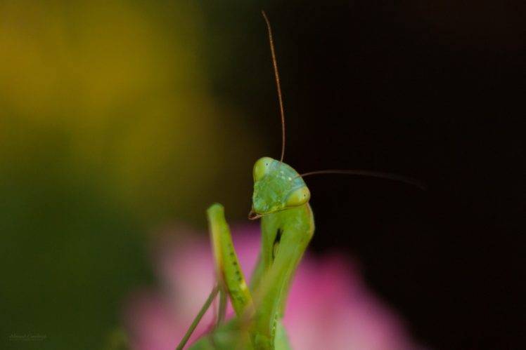 mantis, Insect, Macro HD Wallpaper Desktop Background