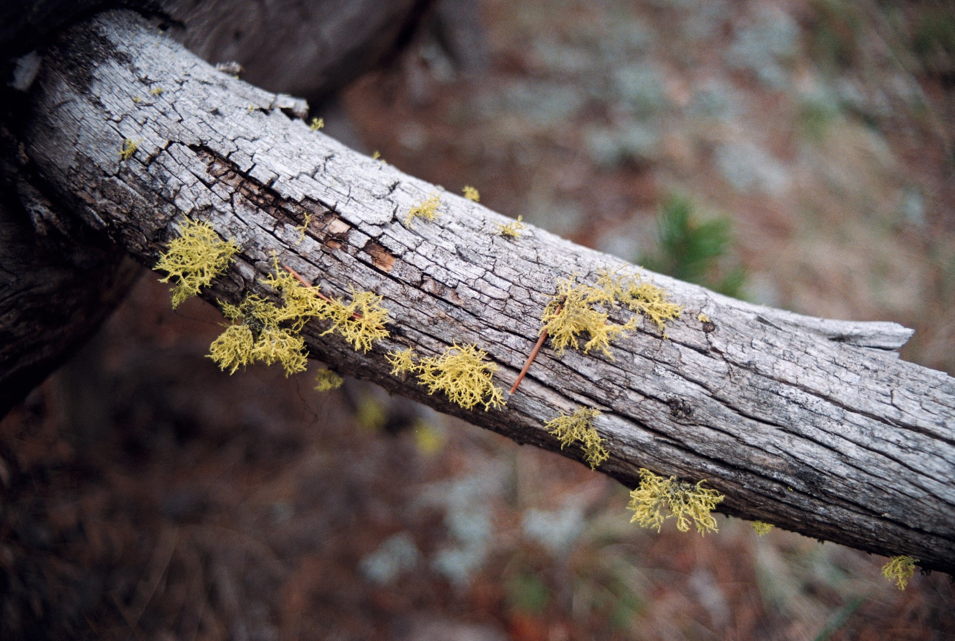 nature, Moss, Branch Wallpaper