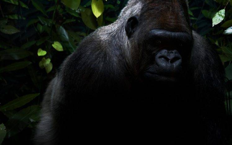 gorillas, Animals HD Wallpaper Desktop Background