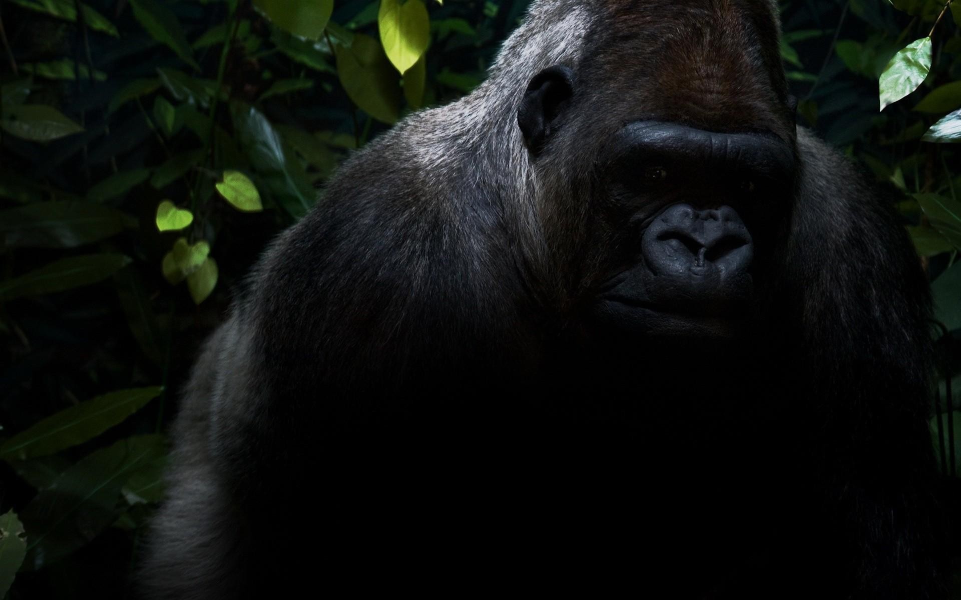 gorillas, Animals Wallpaper