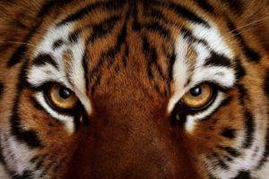 eyes, Animals, Tiger