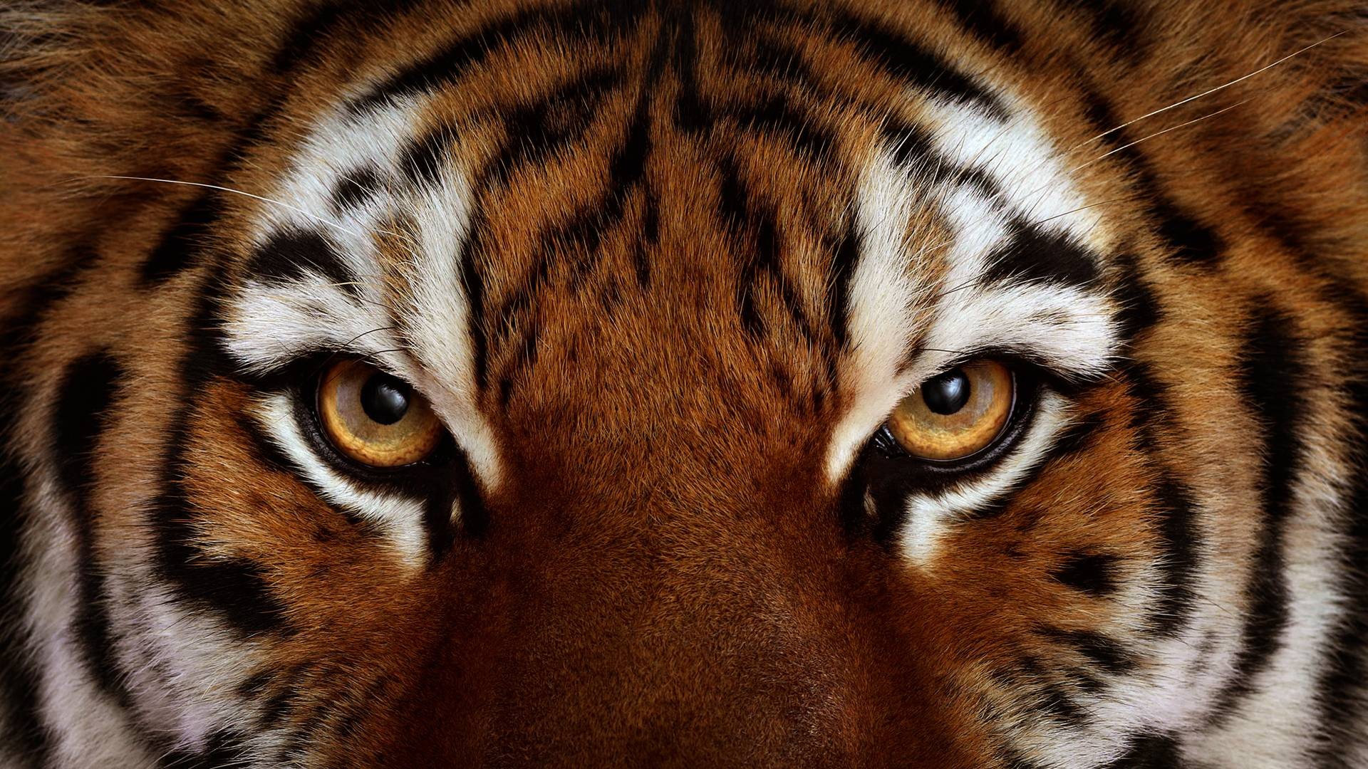 eyes, Animals, Tiger Wallpaper