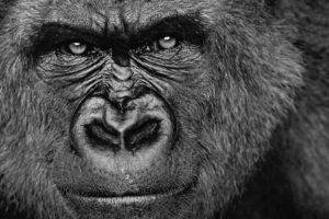 face, Gorillas, Animals, Monochrome