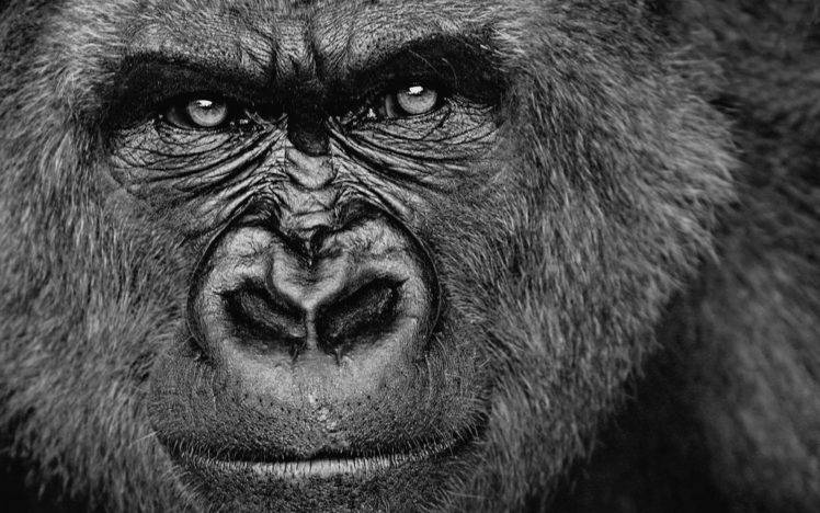 face, Gorillas, Animals, Monochrome HD Wallpaper Desktop Background