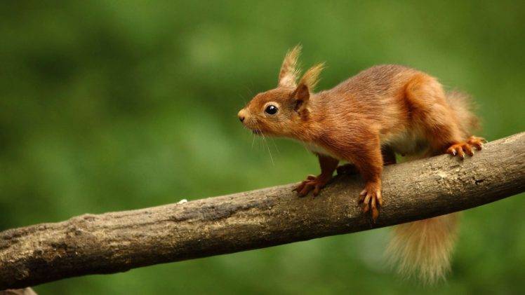 squirrel, Animals, Nature, Wood HD Wallpaper Desktop Background
