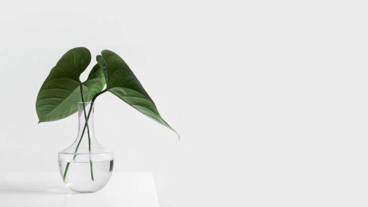 photography, Plants, White, Table, Vases HD Wallpaper Desktop Background