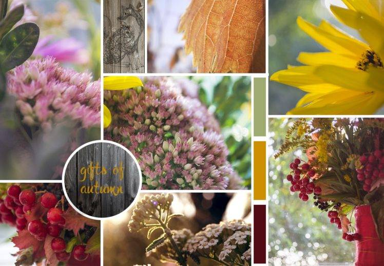 herbarium, Flowers, Summer HD Wallpaper Desktop Background