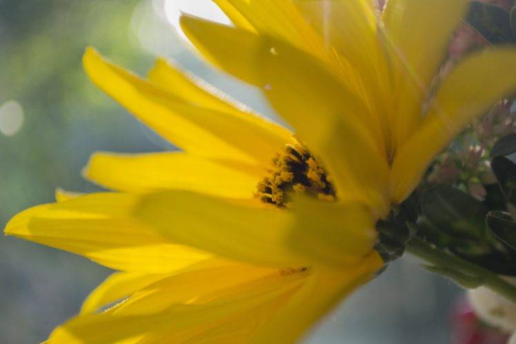 herbarium, Flowers, Summer, Yellow flowers HD Wallpaper Desktop Background