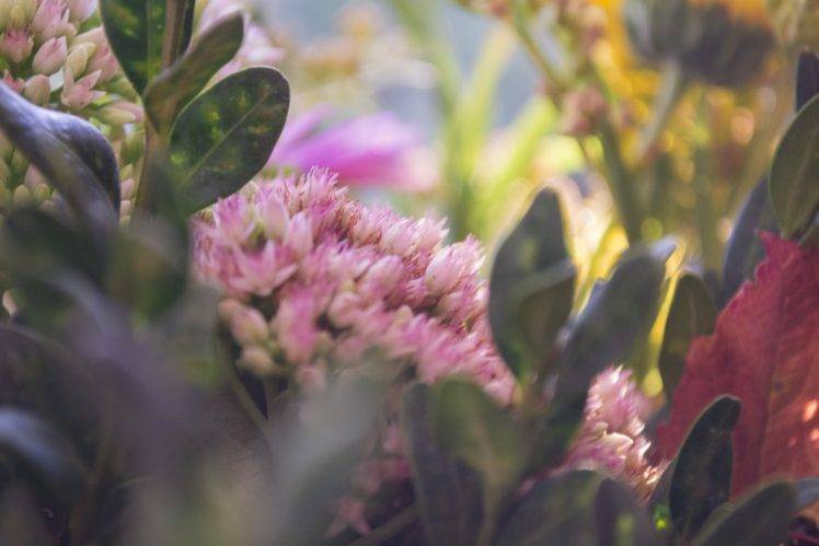 herbarium, Flowers, Summer, Pink flowers HD Wallpaper Desktop Background