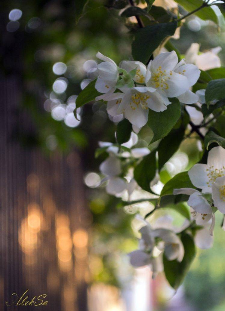 herbarium, Flowers, Summer, White flowers HD Wallpaper Desktop Background