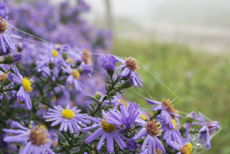 herbarium, Flowers, Summer, Purple flowers HD Wallpaper Desktop Background