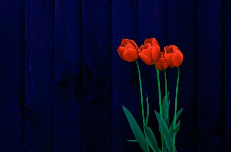 tulips, Blue background, Wooden surface, Flowers, Plants HD Wallpaper Desktop Background