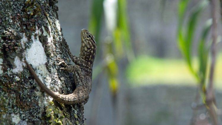 nature, Lizards HD Wallpaper Desktop Background