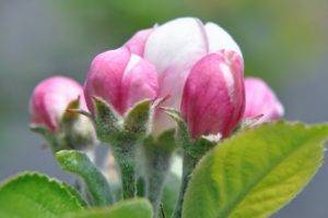 Apple Blossom, Flowers