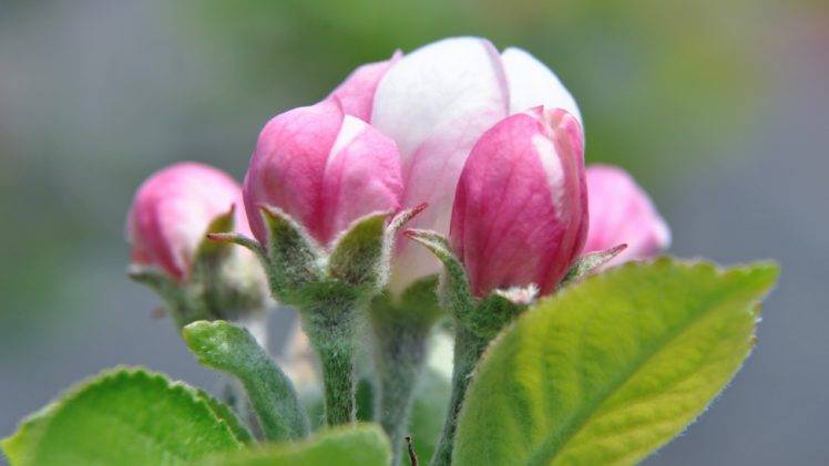 Apple Blossom, Flowers HD Wallpaper Desktop Background