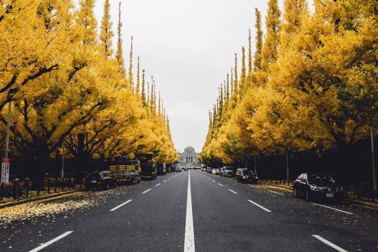 Gingko tree, City, Street, Trees HD Wallpaper Desktop Background