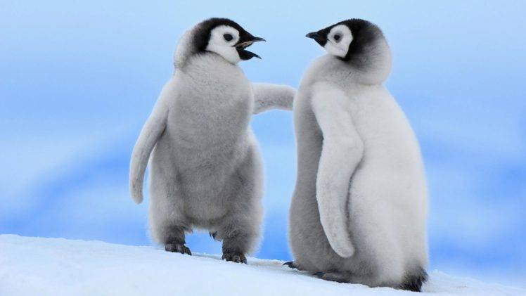 penguins, Animals HD Wallpaper Desktop Background