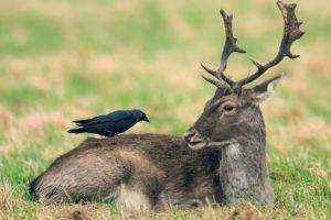 birds, Deer, Nature, Animals
