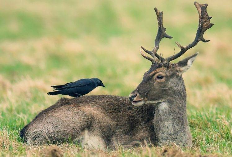 birds, Deer, Nature, Animals HD Wallpaper Desktop Background