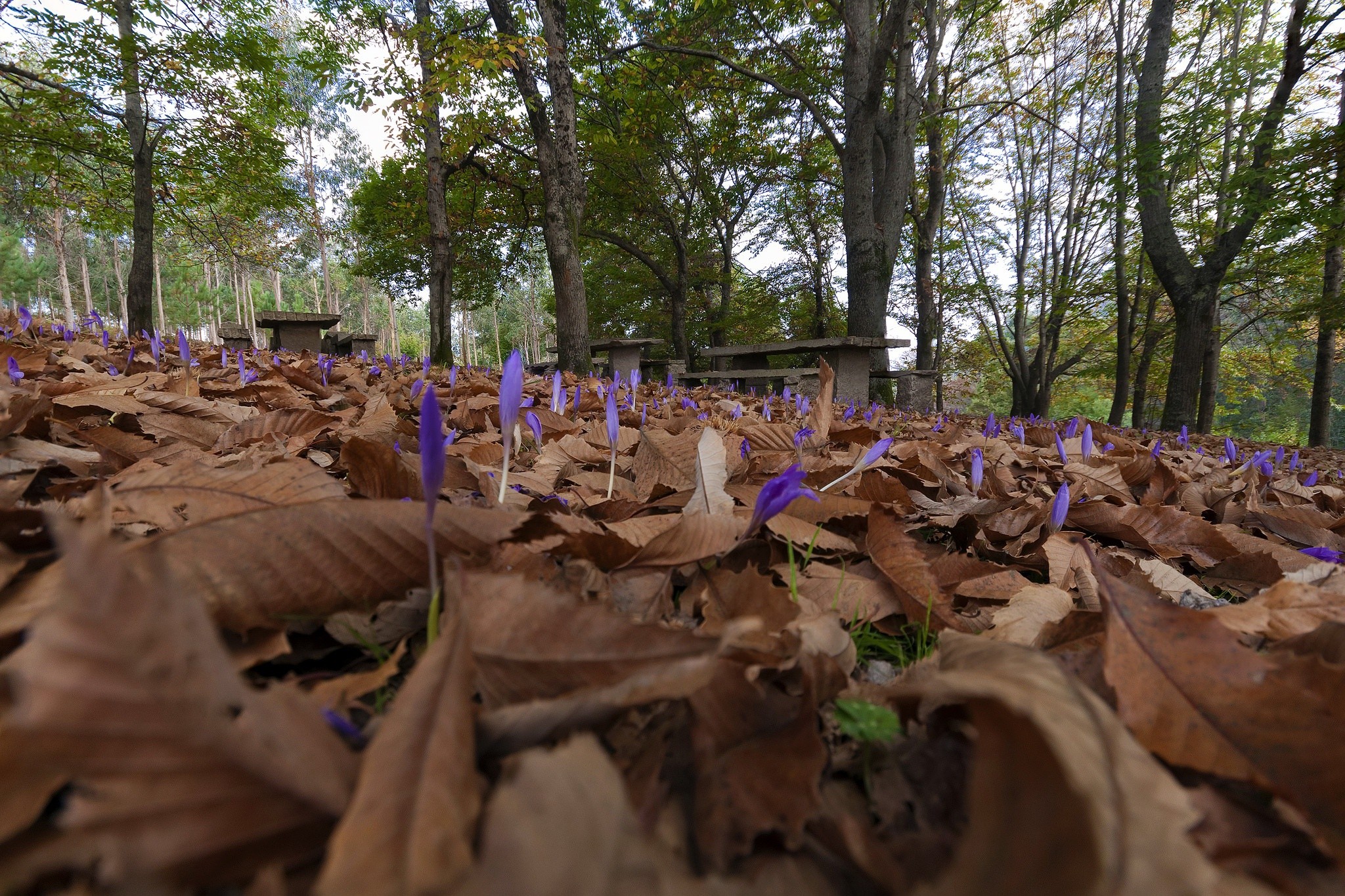 Spain, Flowers, Nature, Leaves, Trees Wallpaper