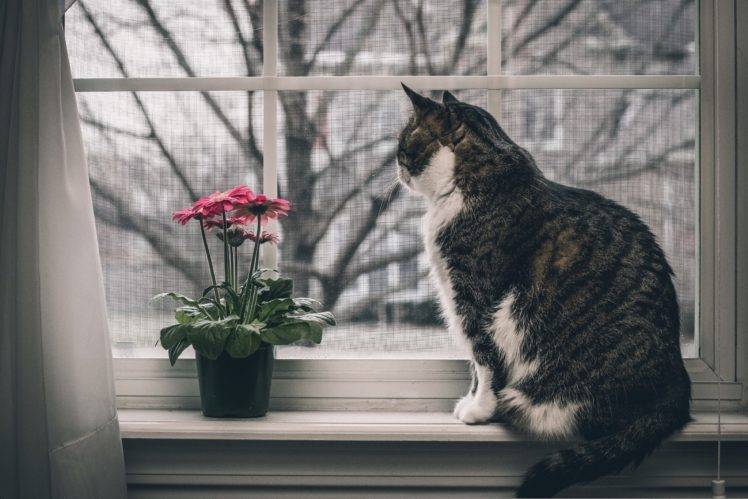 window, Flowers, Cat, Animals HD Wallpaper Desktop Background