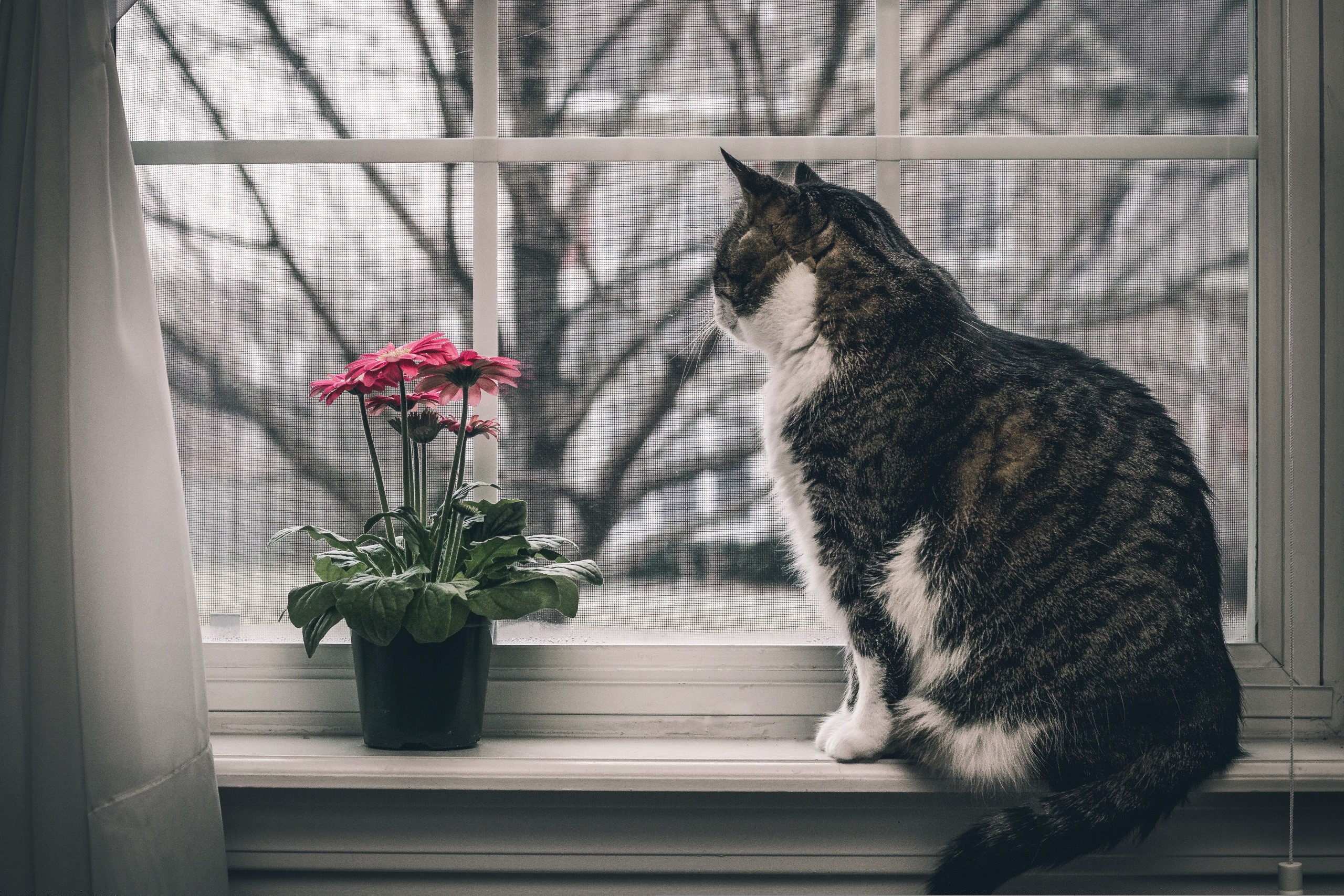 window, Flowers, Cat, Animals Wallpaper