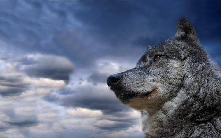 dog, Sky, Clouds HD Wallpaper Desktop Background