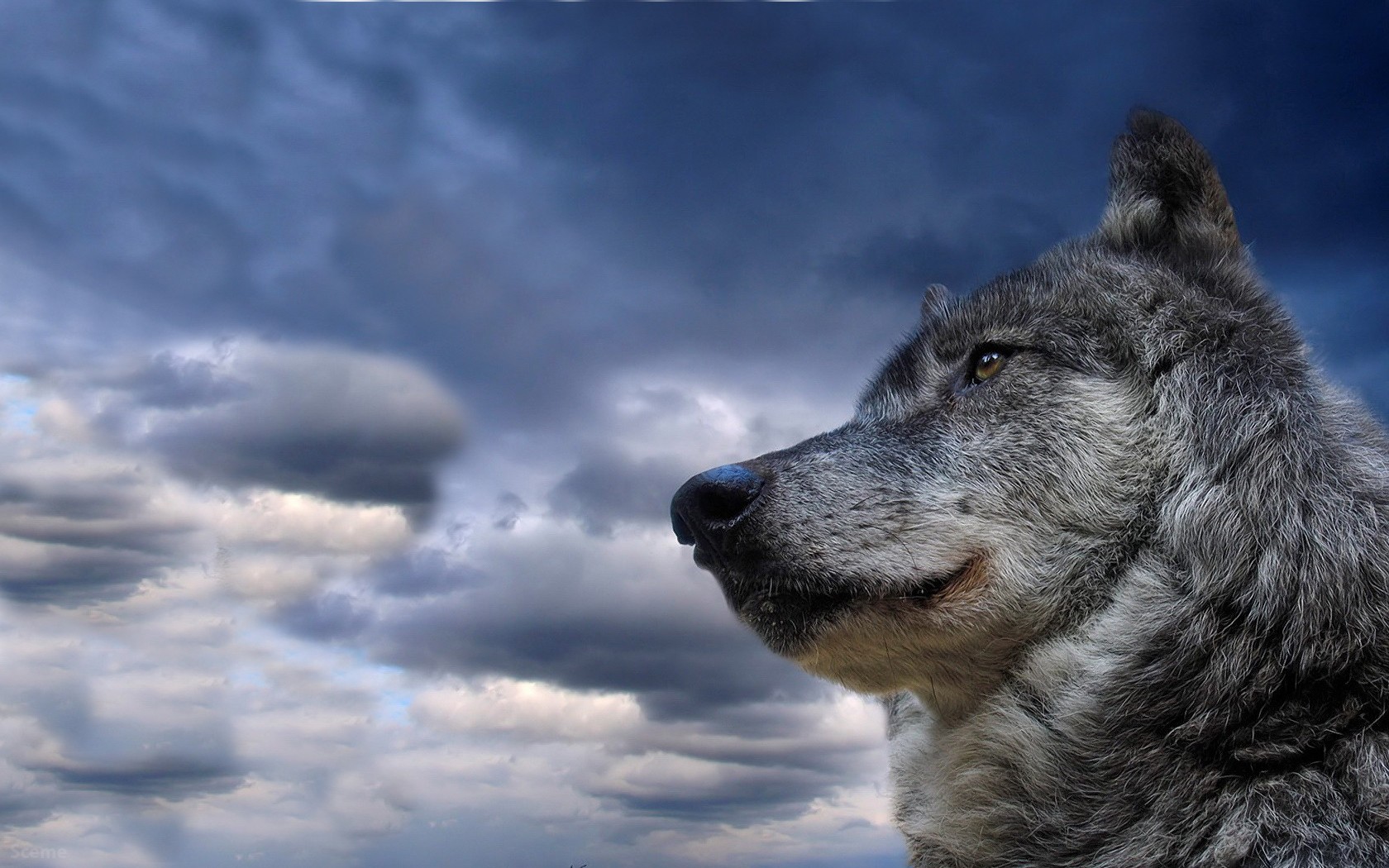 dog, Sky, Clouds Wallpaper