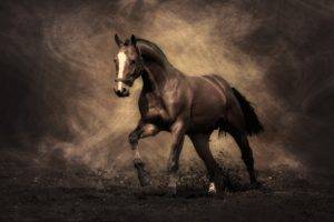 horse, Nature, Brown