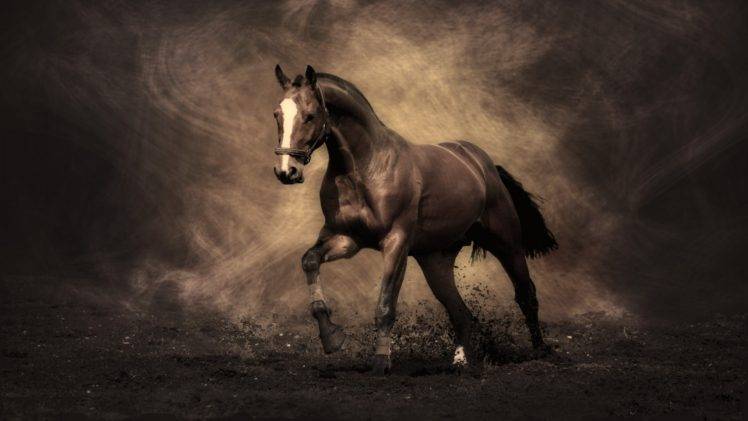 horse, Nature, Brown HD Wallpaper Desktop Background