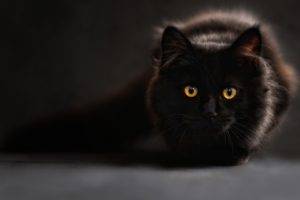 black cats, Cat eyes