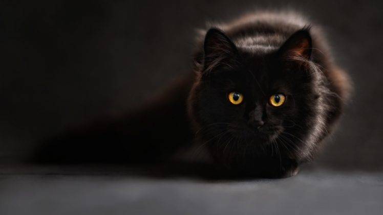 black cats, Cat eyes HD Wallpaper Desktop Background