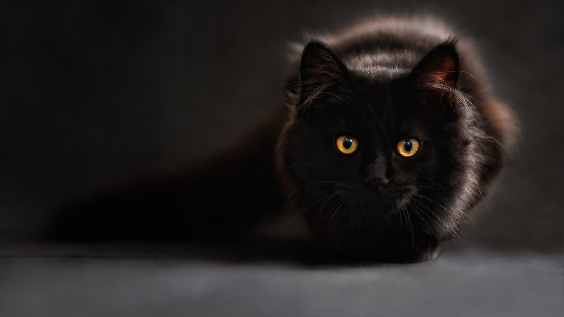 black cats, Cat eyes Wallpaper