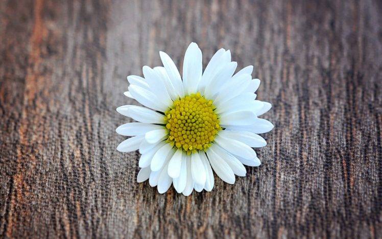 daisies, Wood HD Wallpaper Desktop Background