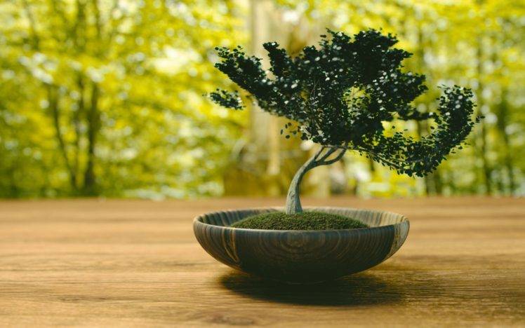bonsai, Nature HD Wallpaper Desktop Background