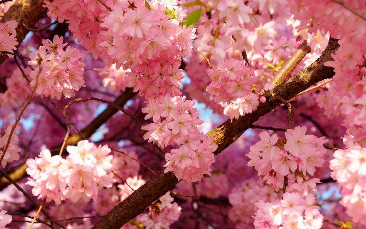 cherry blossom, Flowers HD Wallpaper Desktop Background