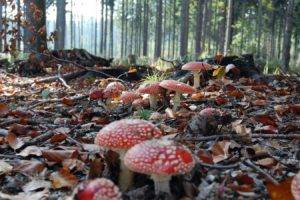 mushroom, Forest